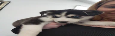 Siberian Husky Puppy 1