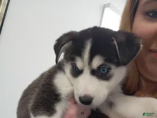 Siberian Husky dogs Siberian Husky Puppy 1 - Ad 17