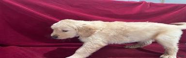 Golden Retriever Puppy 10