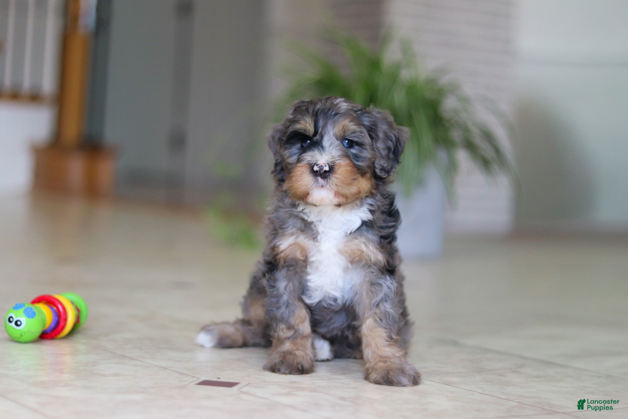 Mini Bernedoodle dogs Trump - Ad 2