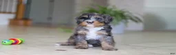 Mini Bernedoodle dogs for sale: Trump - Ad 2