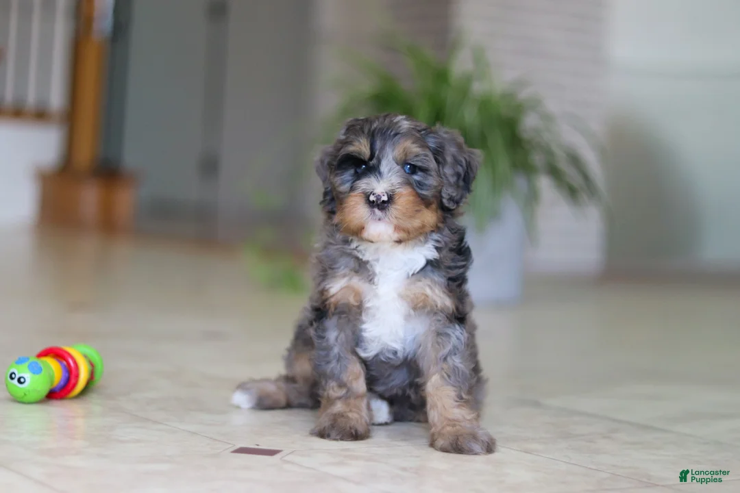 Mini Bernedoodle dogs for sale: Trump - Ad 2