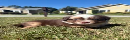 Miniature Australian Shepherd dogs for sale: Miniature Australian Shepherd 1 - Ad 3