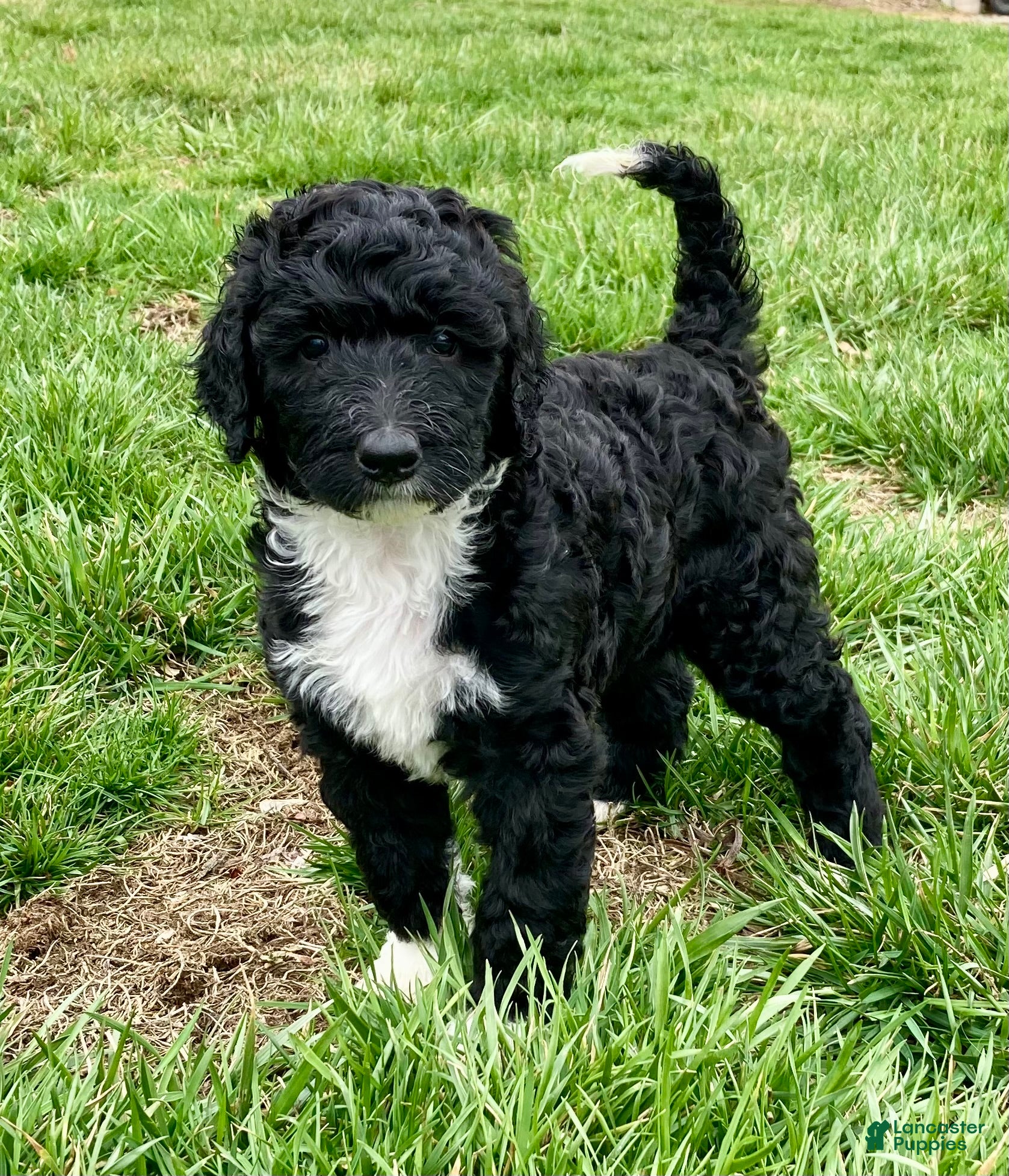 Bernedoodle dogs Luna - Ad 1