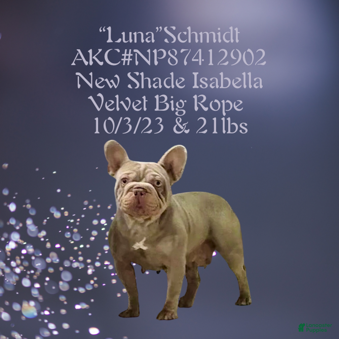 French Bulldog dogs for sale: Orion “Rare Visual Big Rope Frenchie with Tan Points & a Story to Tell” - Ad 5