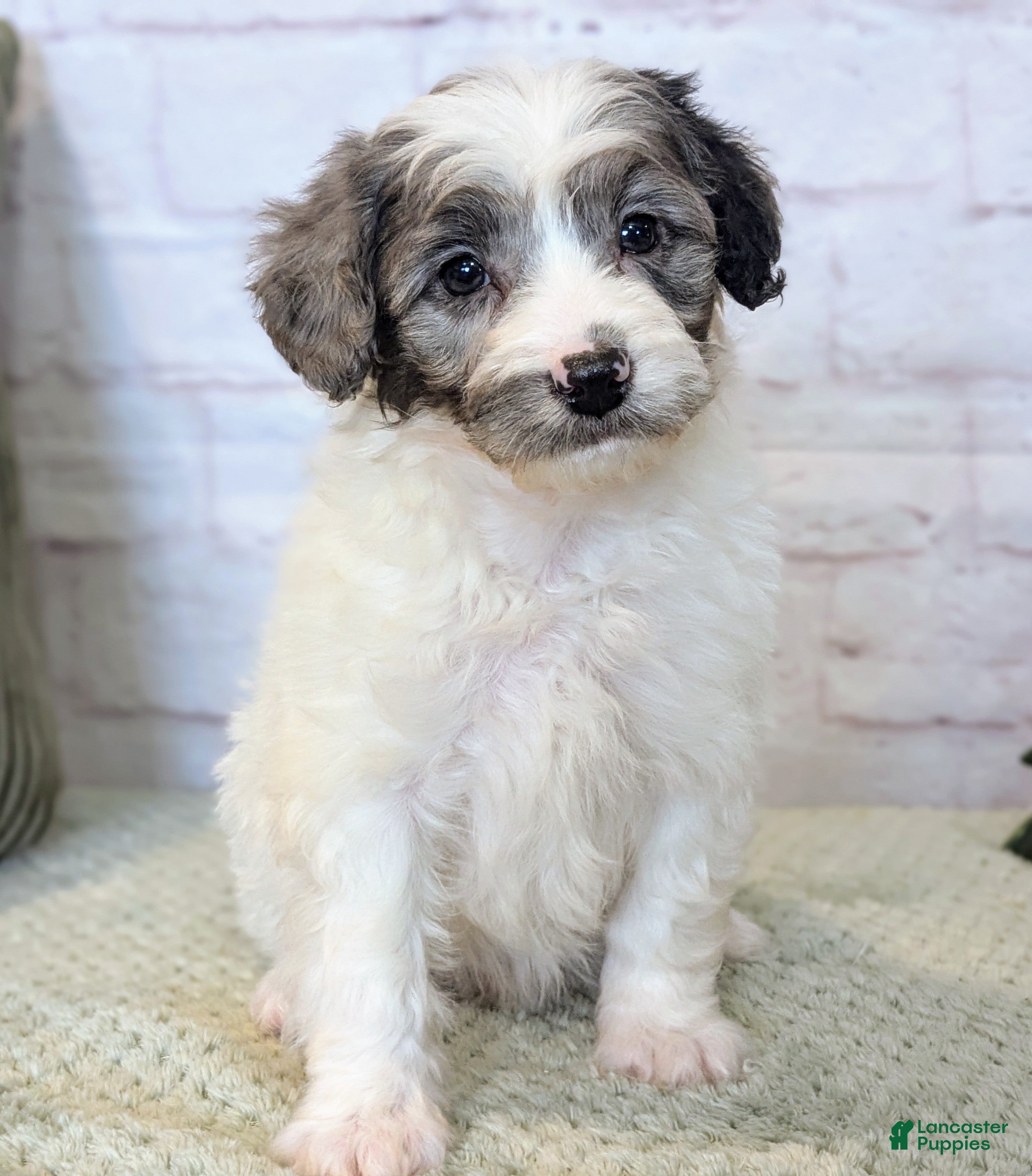 Mixed Breed dogs Elvis  - Ad 32