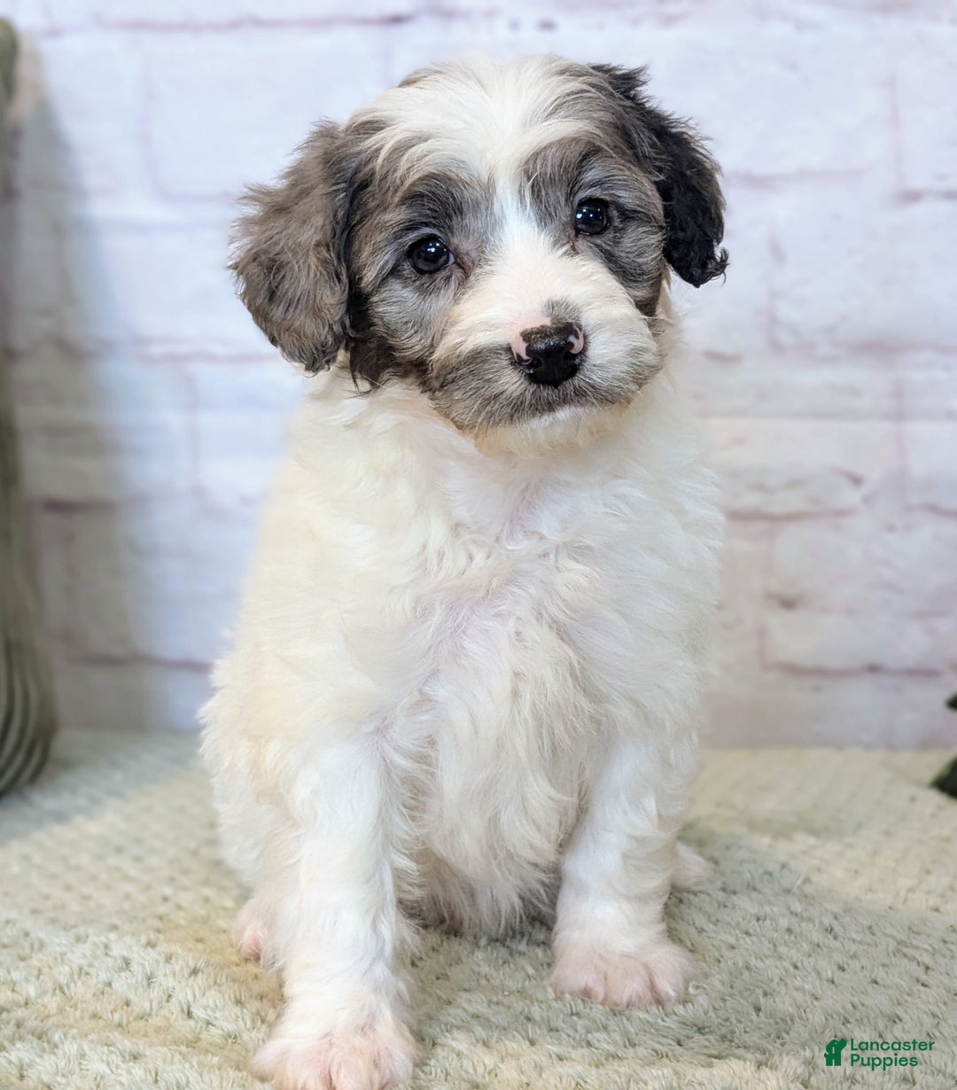 Mixed Breed dogs for sale: Elvis  - Ad 1