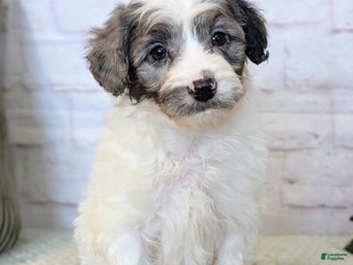 Mixed Breed dogs Elvis - Ad 32