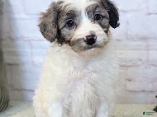 Mixed Breed dogs Elvis - Ad 35