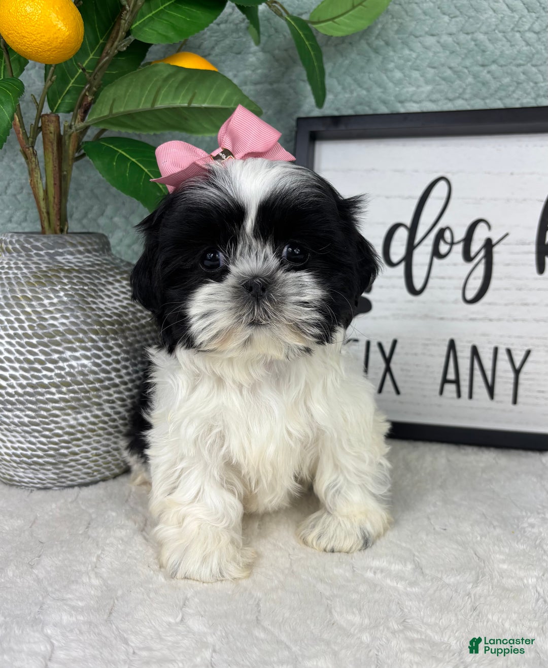 Shih Tzu dogs for sale: Sydney  - Ad 3