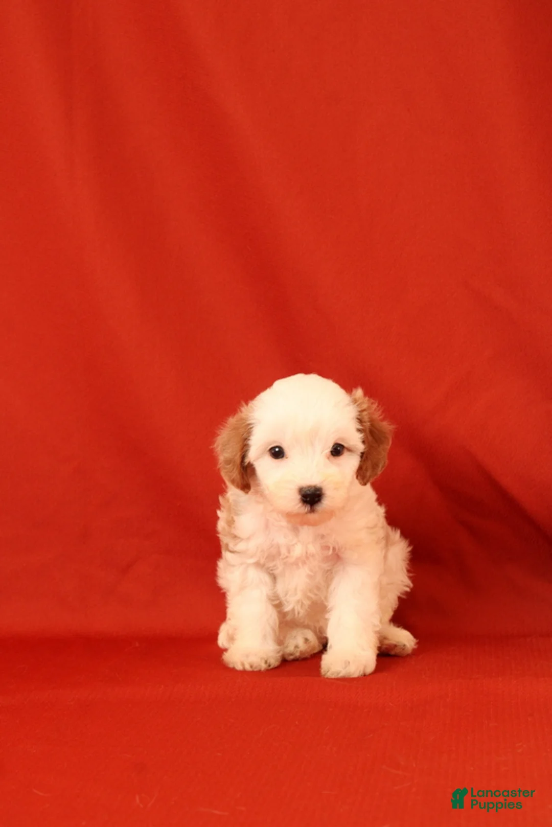Cavapoo dogs for sale: Goergina - Ad 4