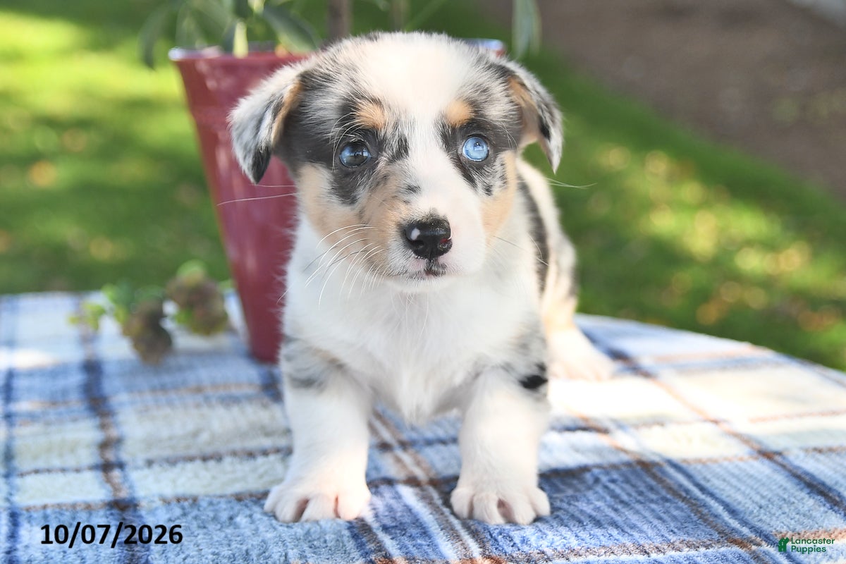 Welsh Corgi Pembroke dogs Chai - Ad 2