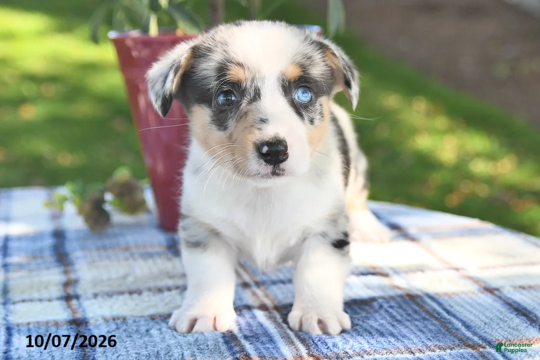 Welsh Corgi Pembroke dogs for sale: Chai - Ad 2