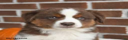 Miniature Australian Shepherd dogs for sale: Hershey - Ad 3