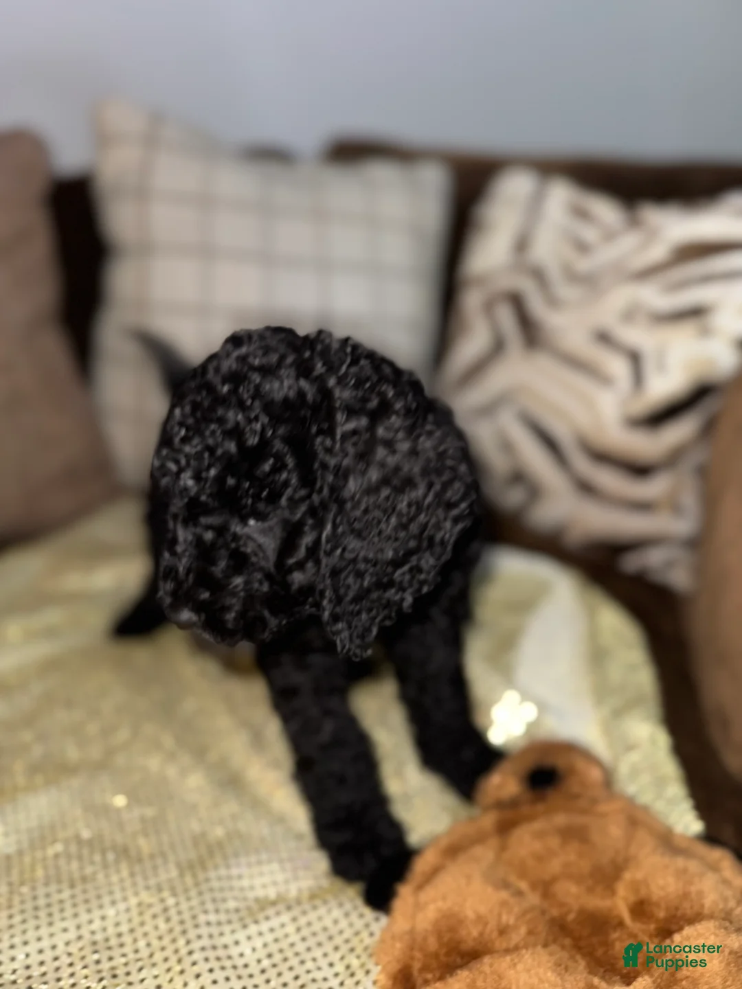 Labradoodle dogs for sale: Lenox  - Ad 2