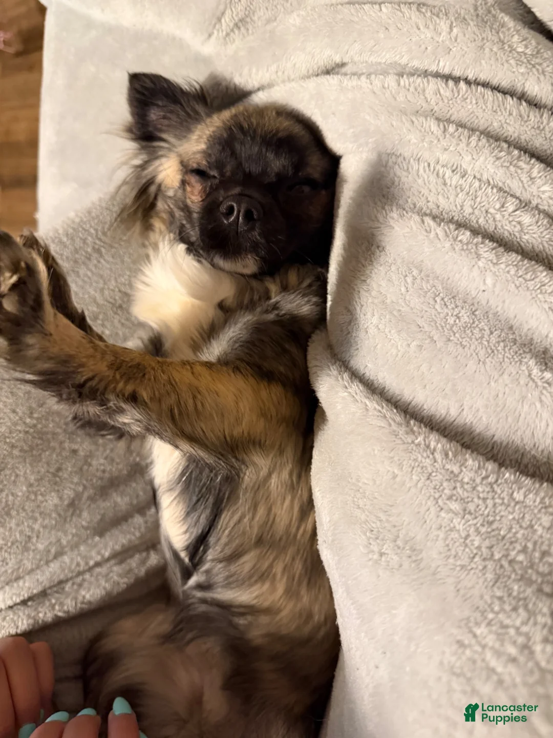 Chihuahua dogs for sale: Casper - Ad 6