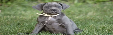 Xena