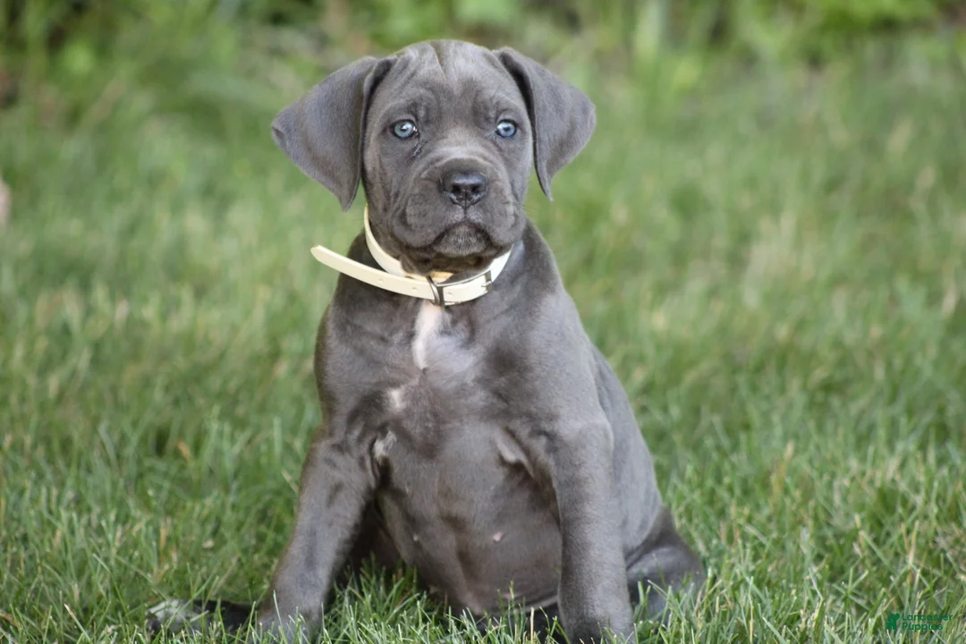 Cane Corso dogs for sale: Xena - Ad 1