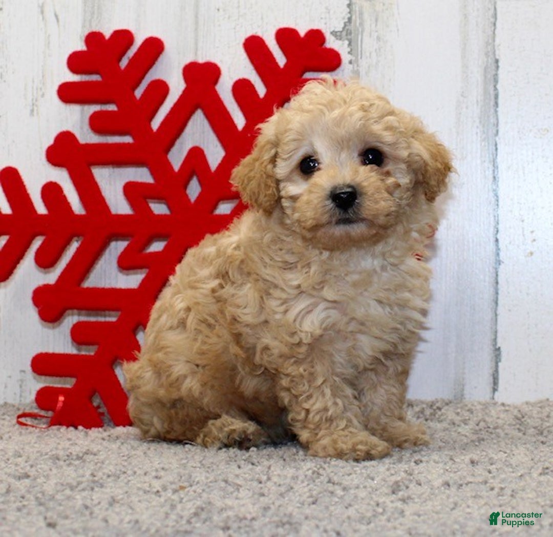 Miniature Poodle dogs for sale: Elsa - Ad 5