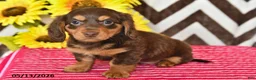 Miniature Dachshund dogs for sale: Asher - Ad 4