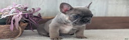 French Bulldog dogs for sale: Namor - Ad 6