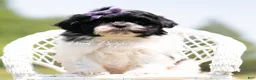 Shih Tzu dogs for sale: Zoa - Ad 5