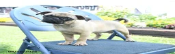 Pug dogs for sale: Conner - Ad 4