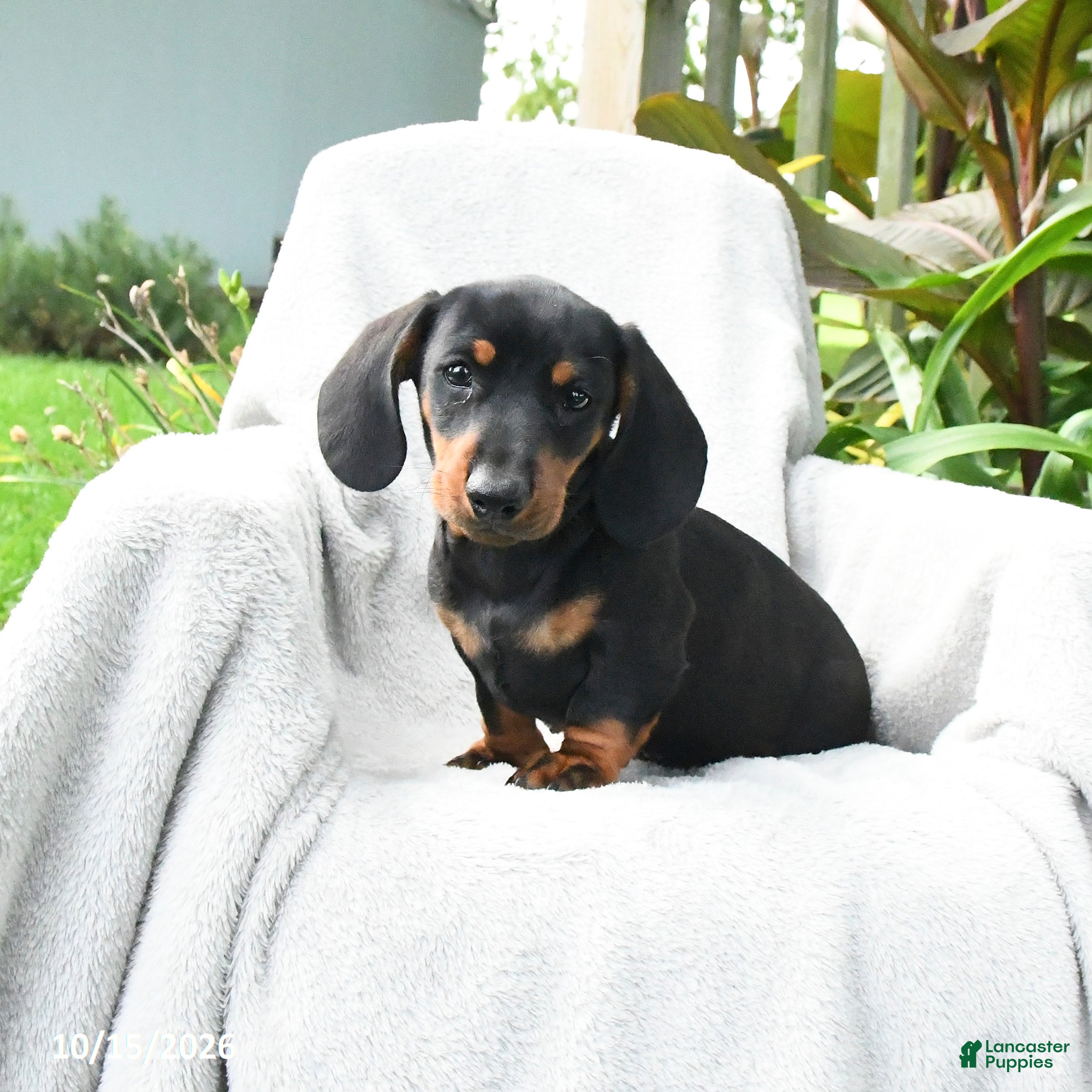 Miniature Dachshund dogs Jace - Ad 1