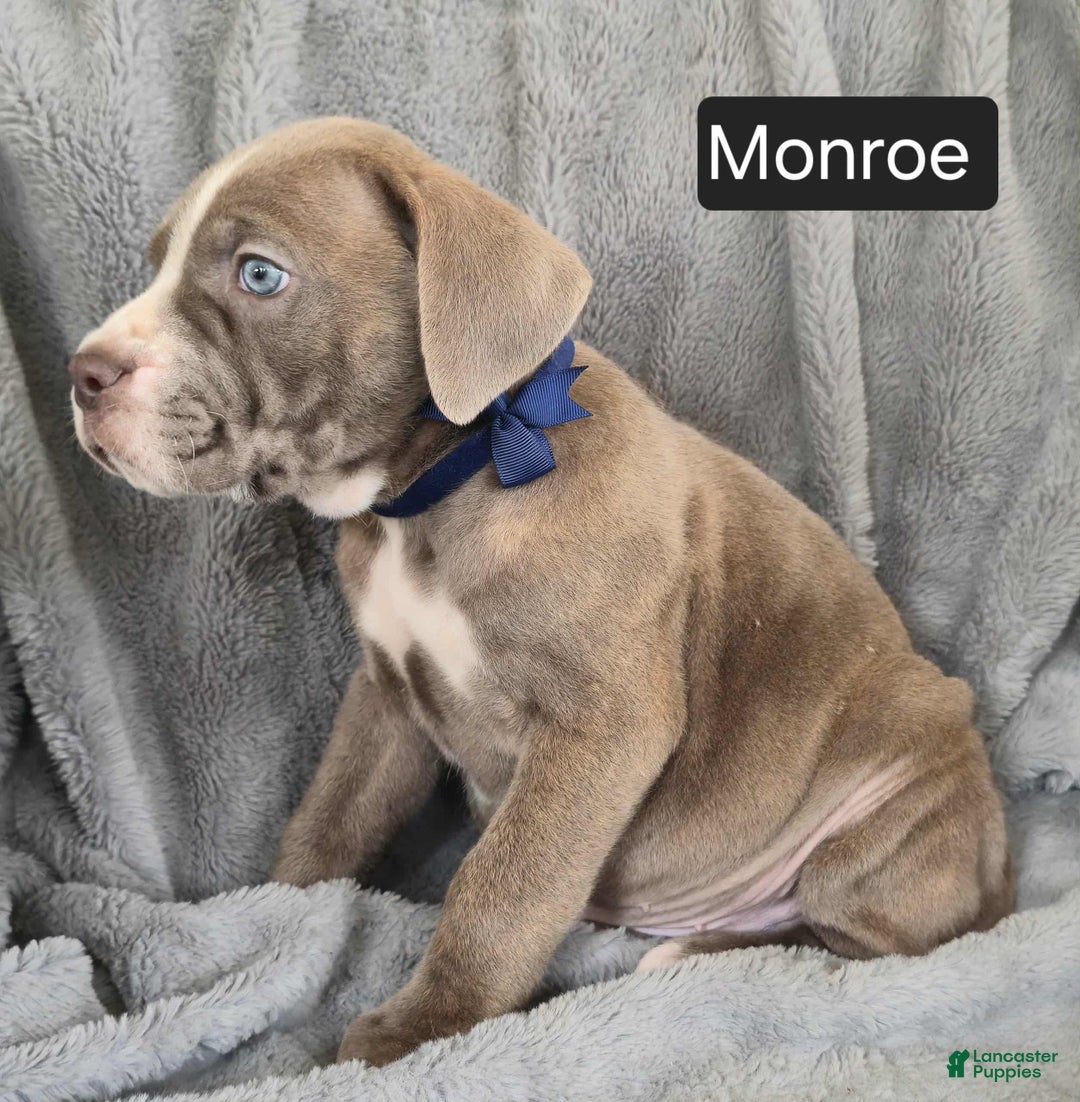Cane Corso dogs for sale: Monroe  - Ad 2