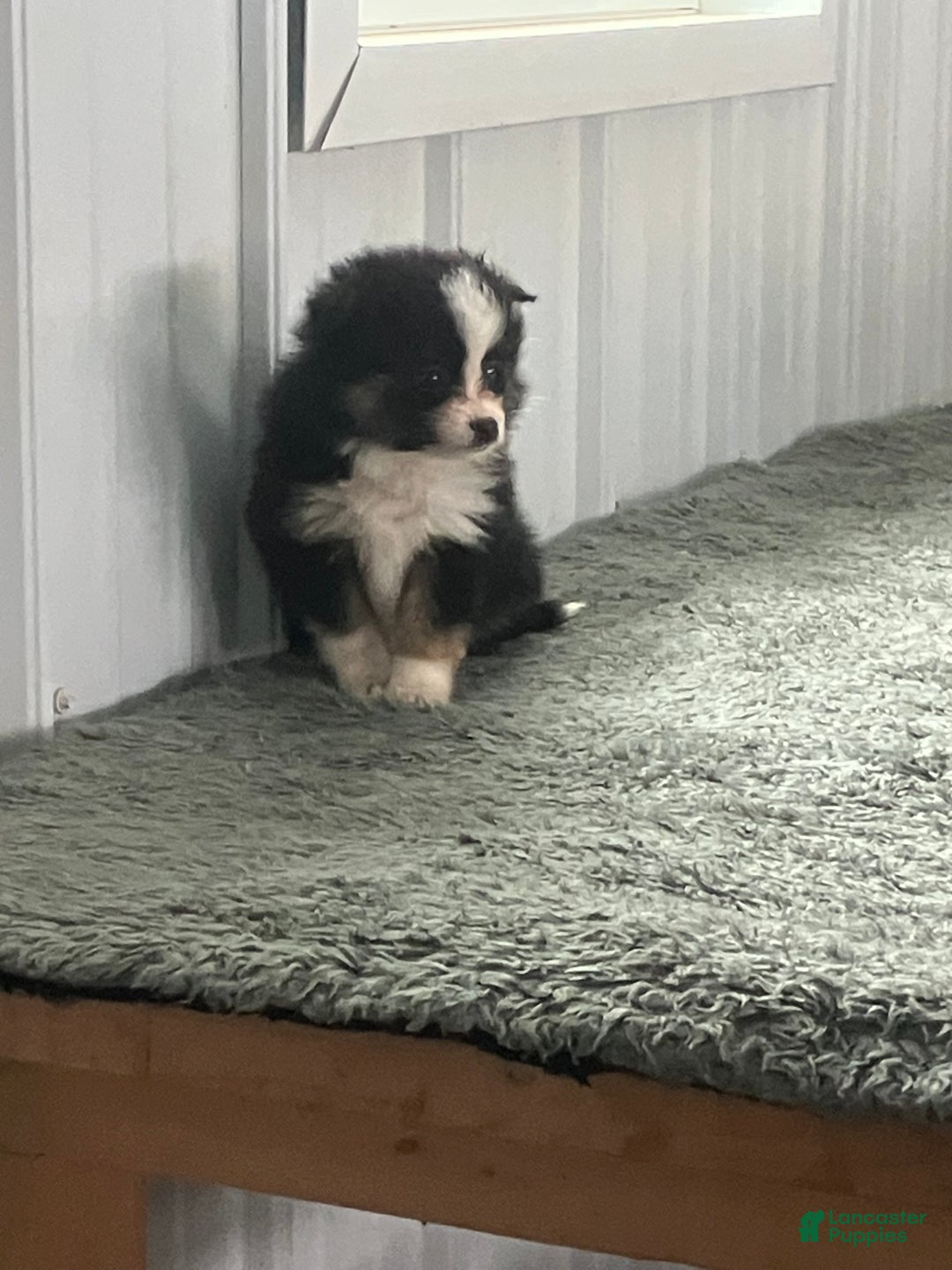 Mixed Breed dogs for sale: Jack - Ad 4