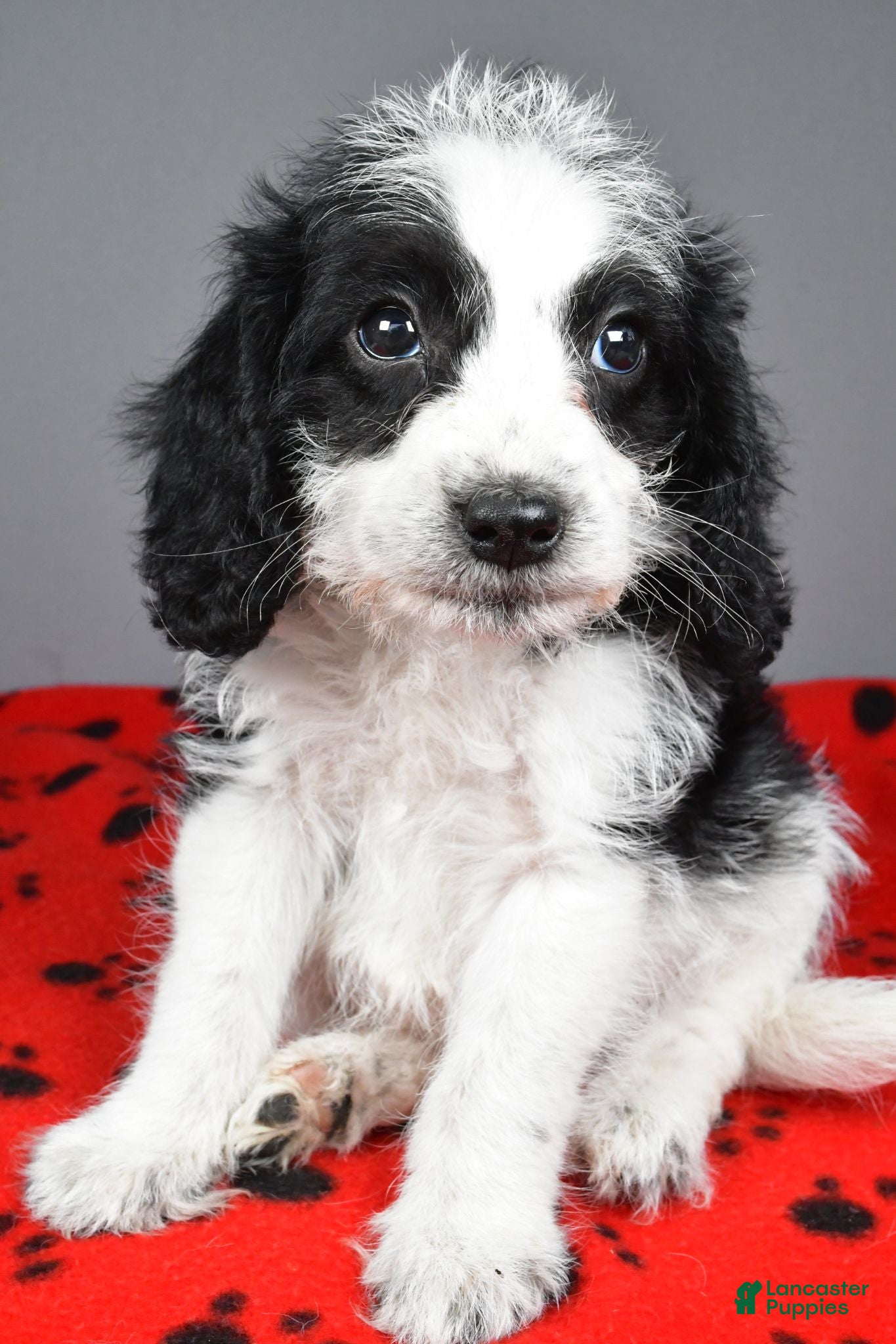 Mixed Breed dogs Charles - Ad 2