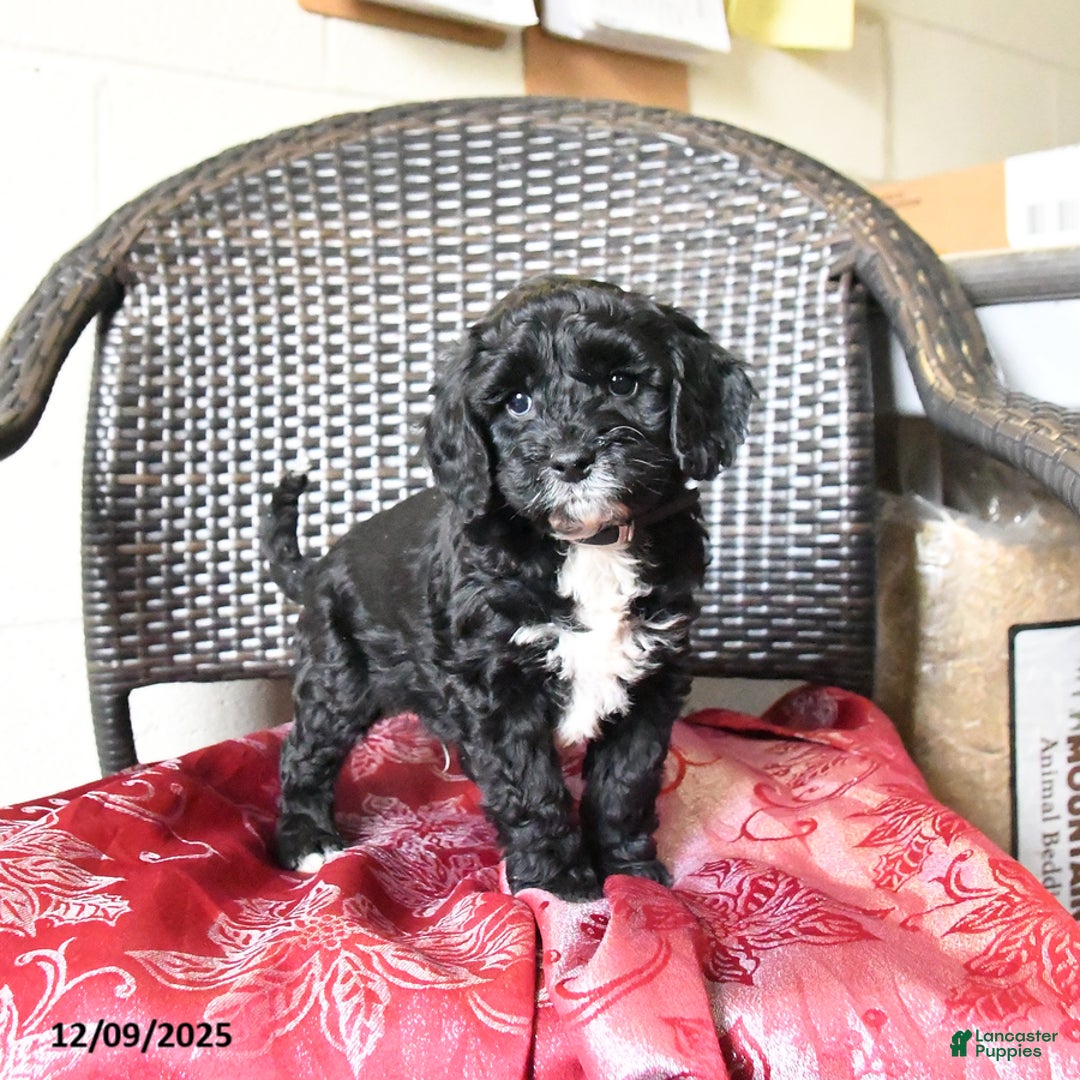 Cockapoo dogs for sale: Milo - Ad 2