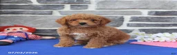 Mini Goldendoodle dogs for sale: Celia - Ad 4
