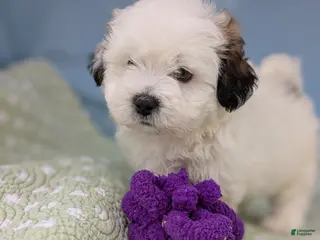 Teddy Bear dogs Murder Marshmallow - Ad 8