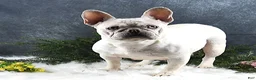 French Bulldog dogs for sale: Ivory - Ad 6