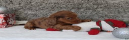 Miniature Dachshund dogs for sale: Shepard - Ad 3