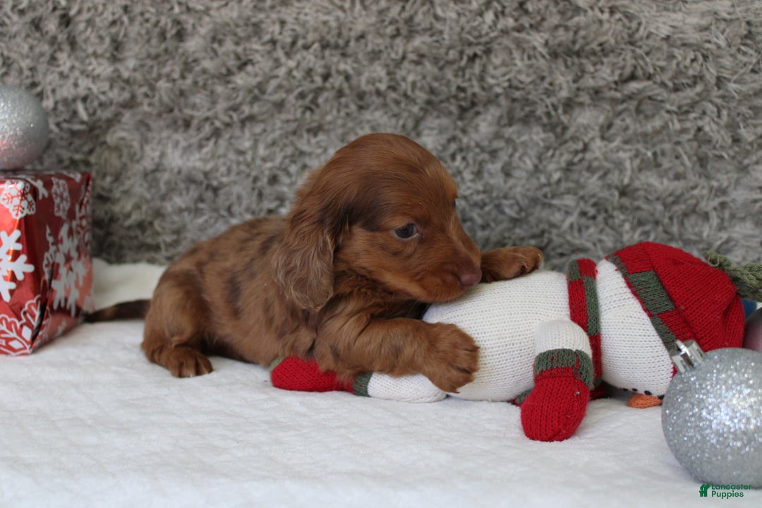 Miniature Dachshund dogs for sale: Shepard - Ad 3