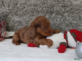 Miniature Dachshund dogs Shepard - Ad 32