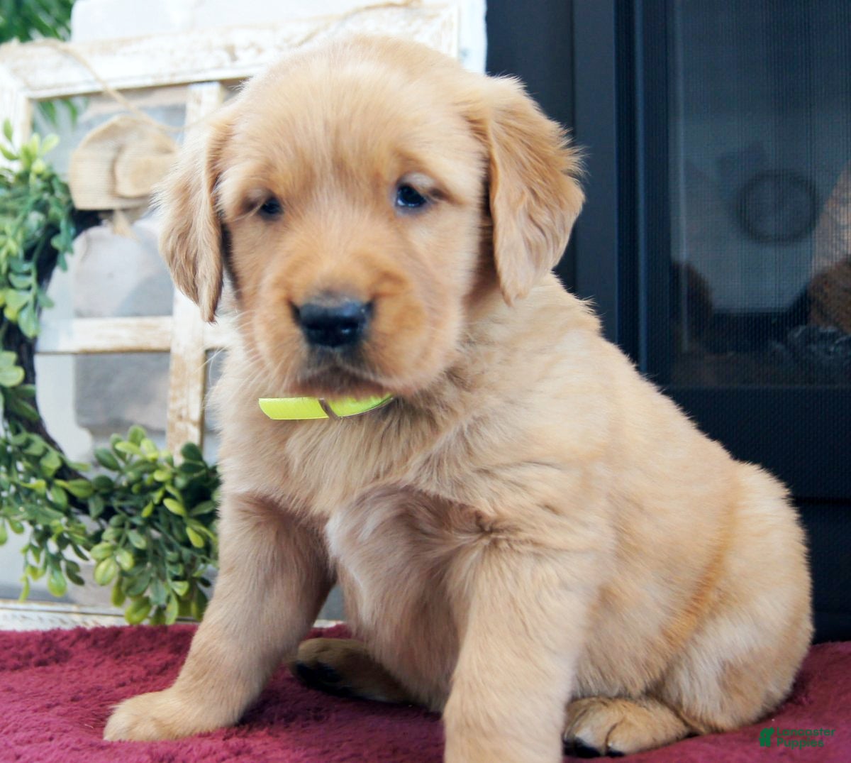 Golden Retriever dogs Max - Ad 2