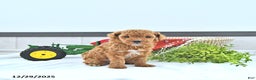 Toy Poodle dogs for sale: Tyler  - Ad 4