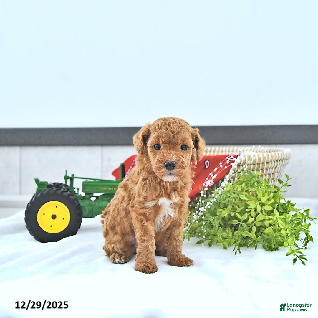 Toy Poodle dogs for sale: Tyler  - Ad 4