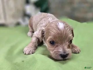 Cavapoo dogs Cricket - Ad 32