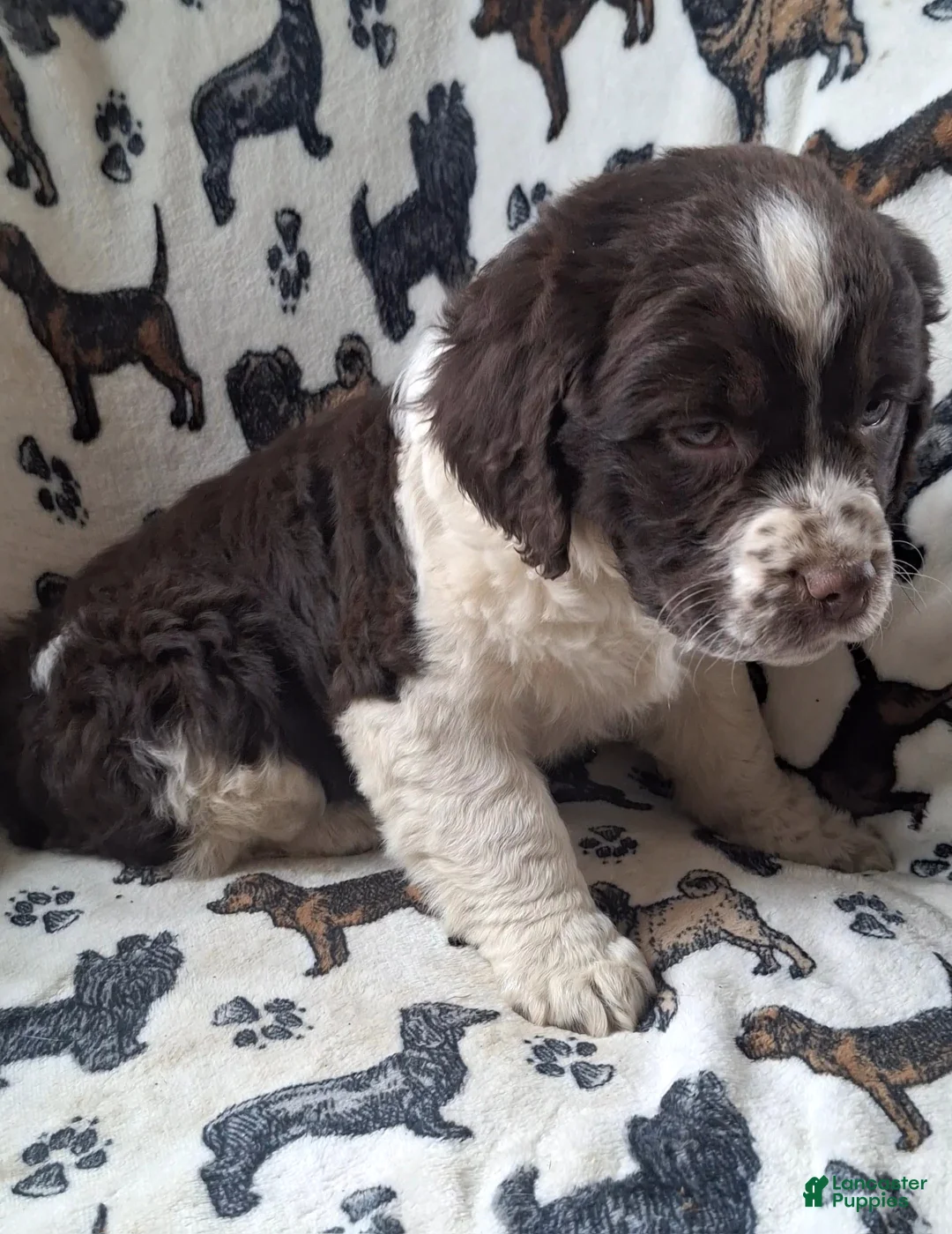 English Springer Spaniel dogs for sale: Belle - Ad 5