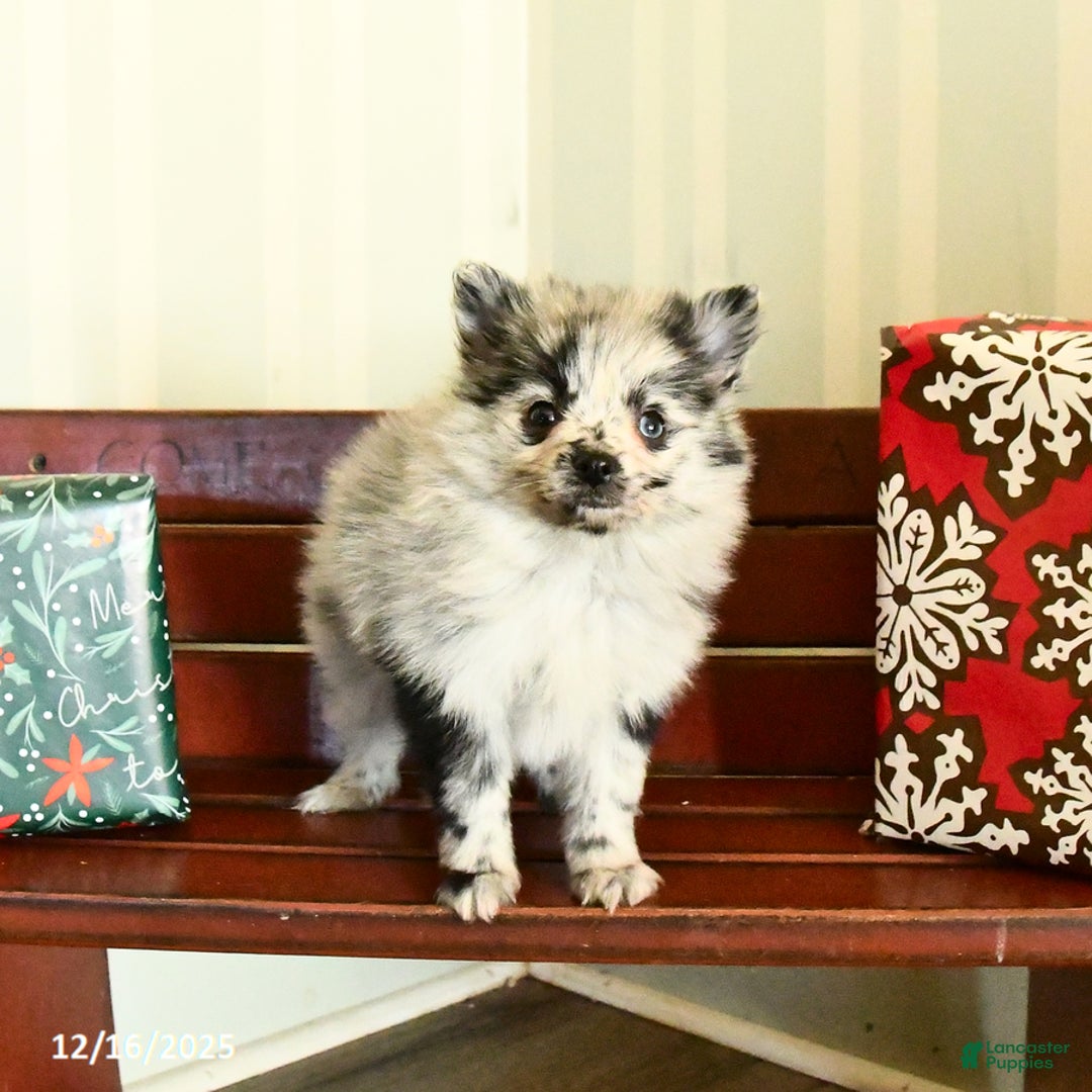 Pomeranian dogs for sale: Confetti - Ad 5