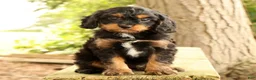 Cavapoo dogs for sale: Stanley - Ad 1