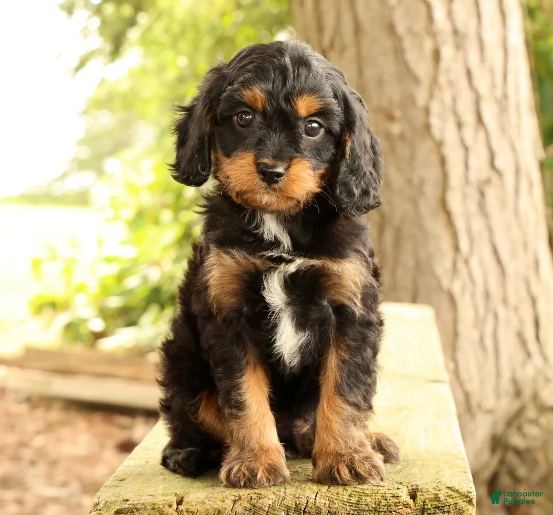 Cavapoo dogs for sale: Stanley - Ad 1