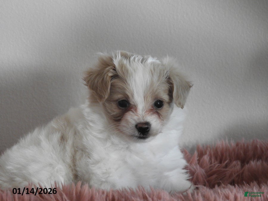 Pomapoo dogs Kenya - Ad 4