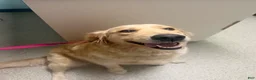 Golden Retriever dogs for sale: Golden Retriever 6 green collar - Ad 2