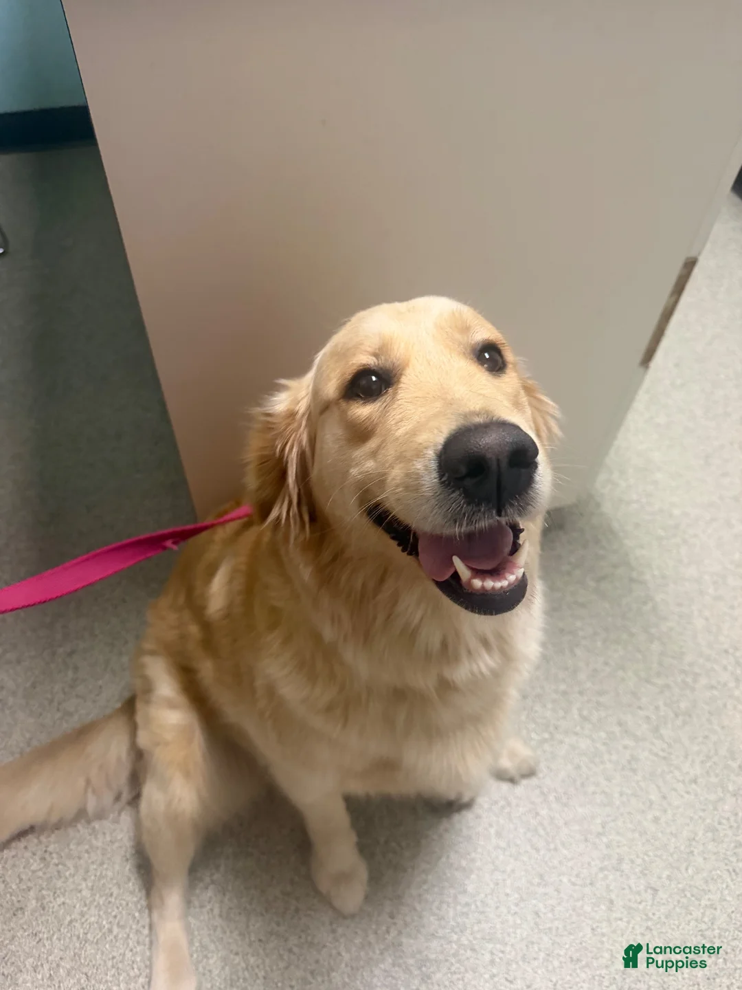 Golden Retriever dogs for sale: Golden Retriever 6 green collar - Ad 2