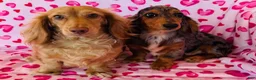 Miniature Dachshund dogs for sale: Boston (Longhair) - Ad 16